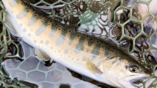 初めての管釣り