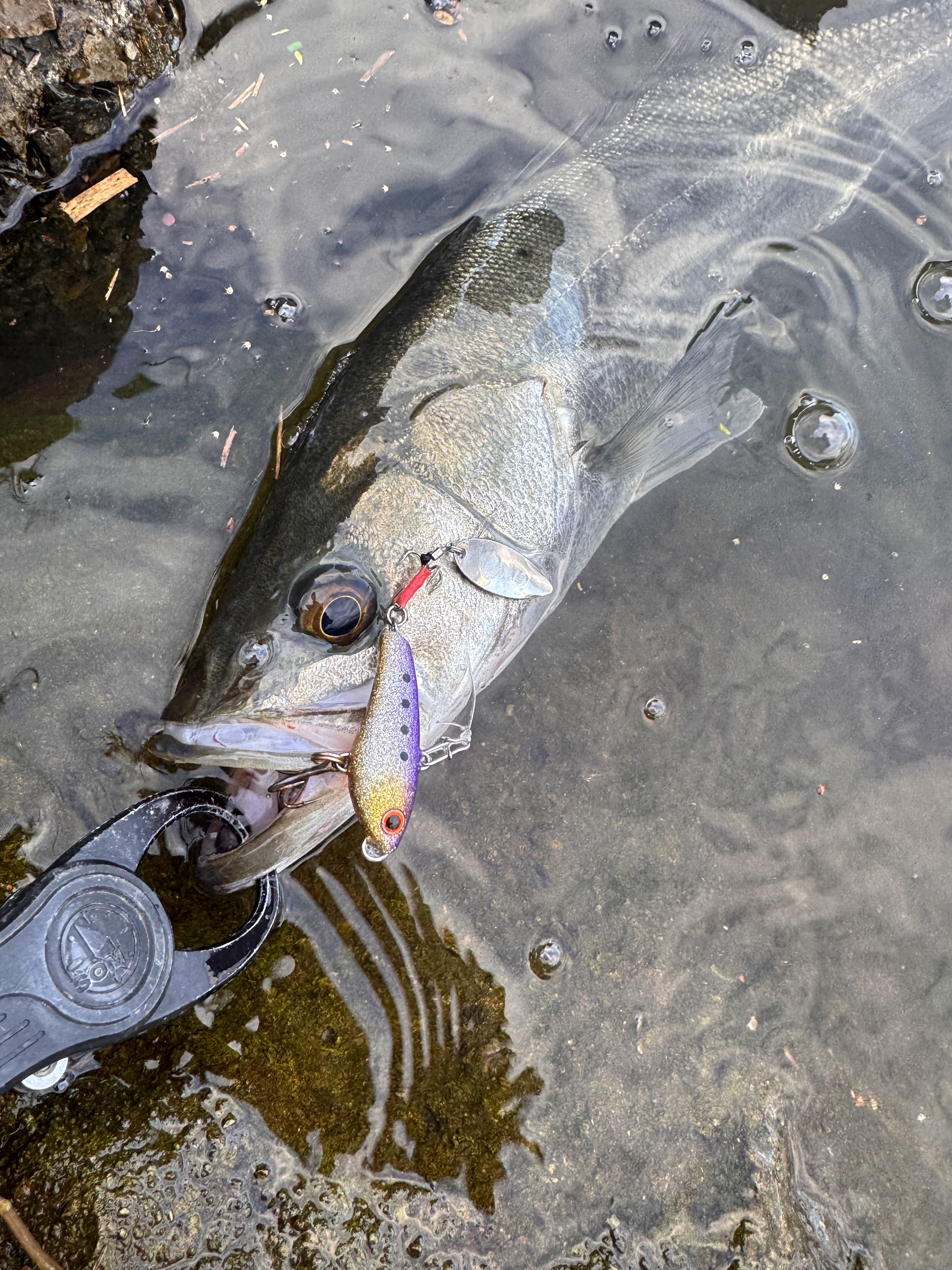 秋爆デイゲームシーバス