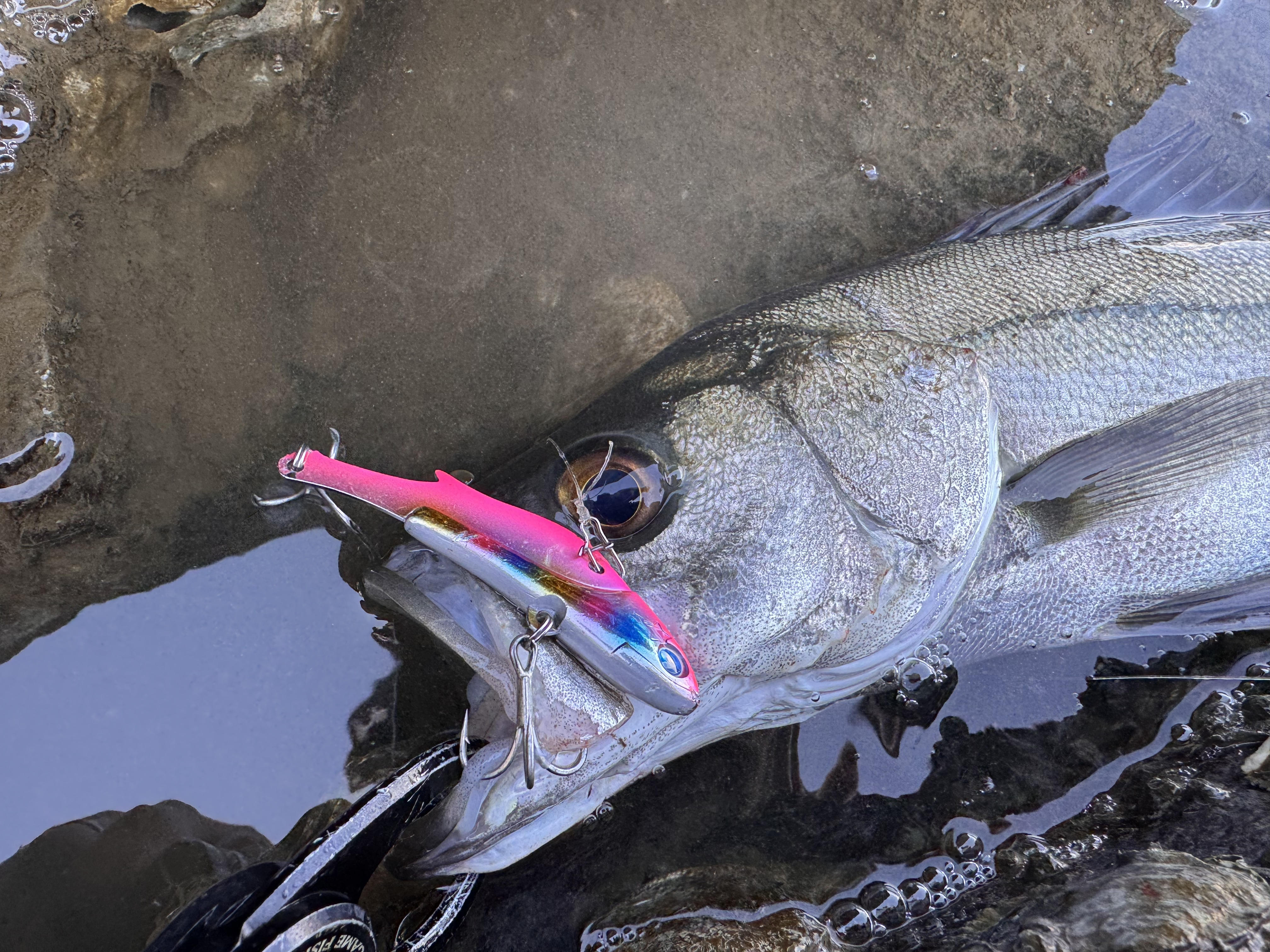 続・秋爆デイゲームシーバス